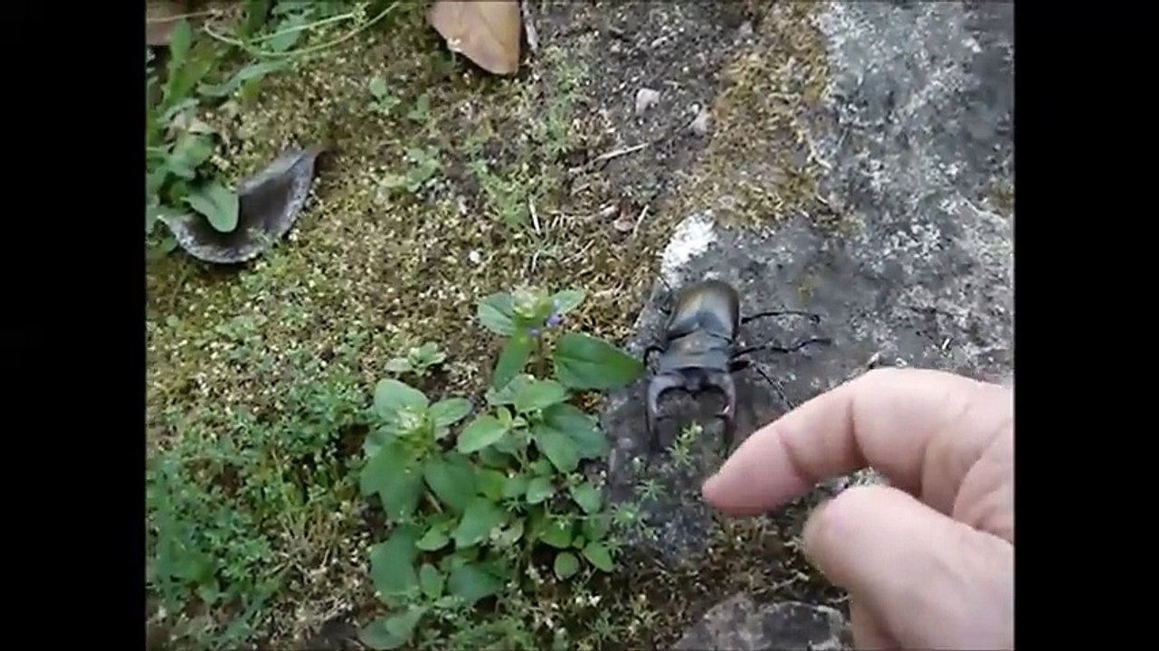 Escaravelho Português em extinção