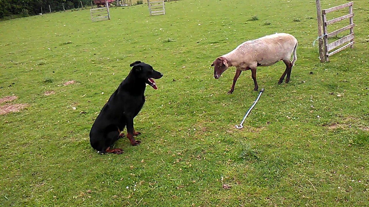 Jaffar et la brebis : Une histoire captivante