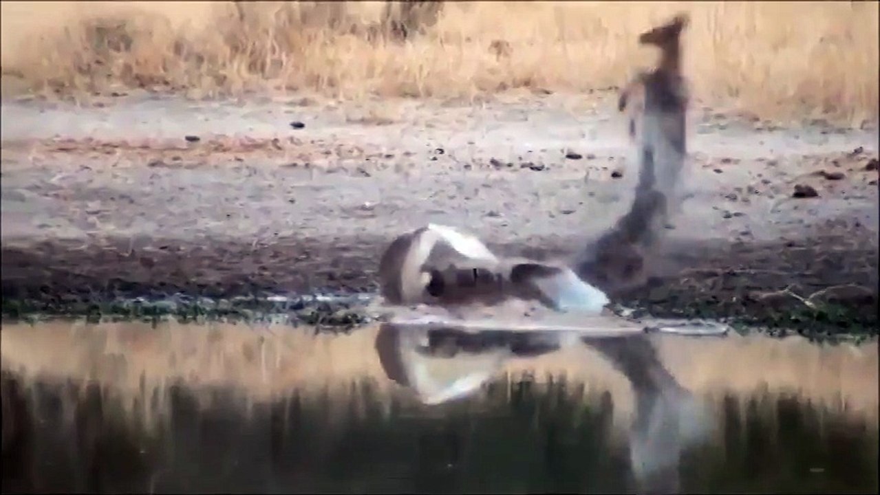 Хорошая реакция спасает жизнь