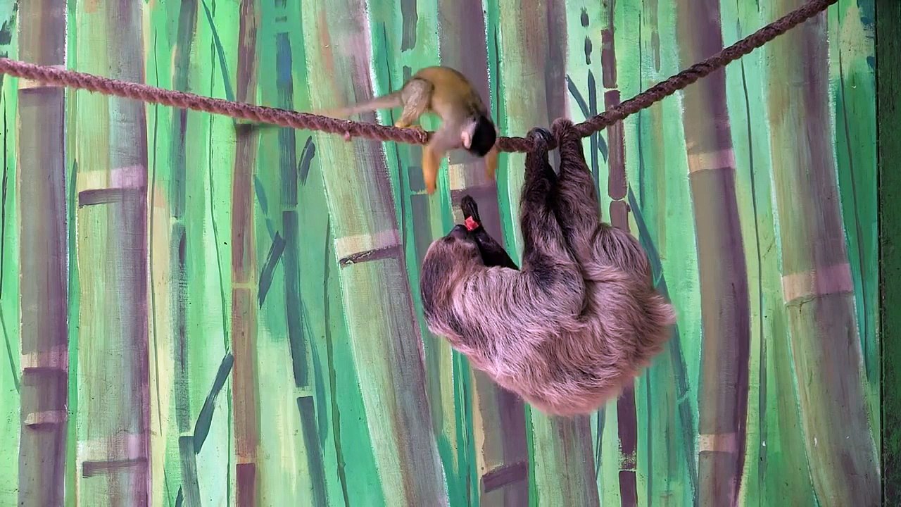 Дерзкое преступление: смешная ситуация, вызвавшая слезы смеха