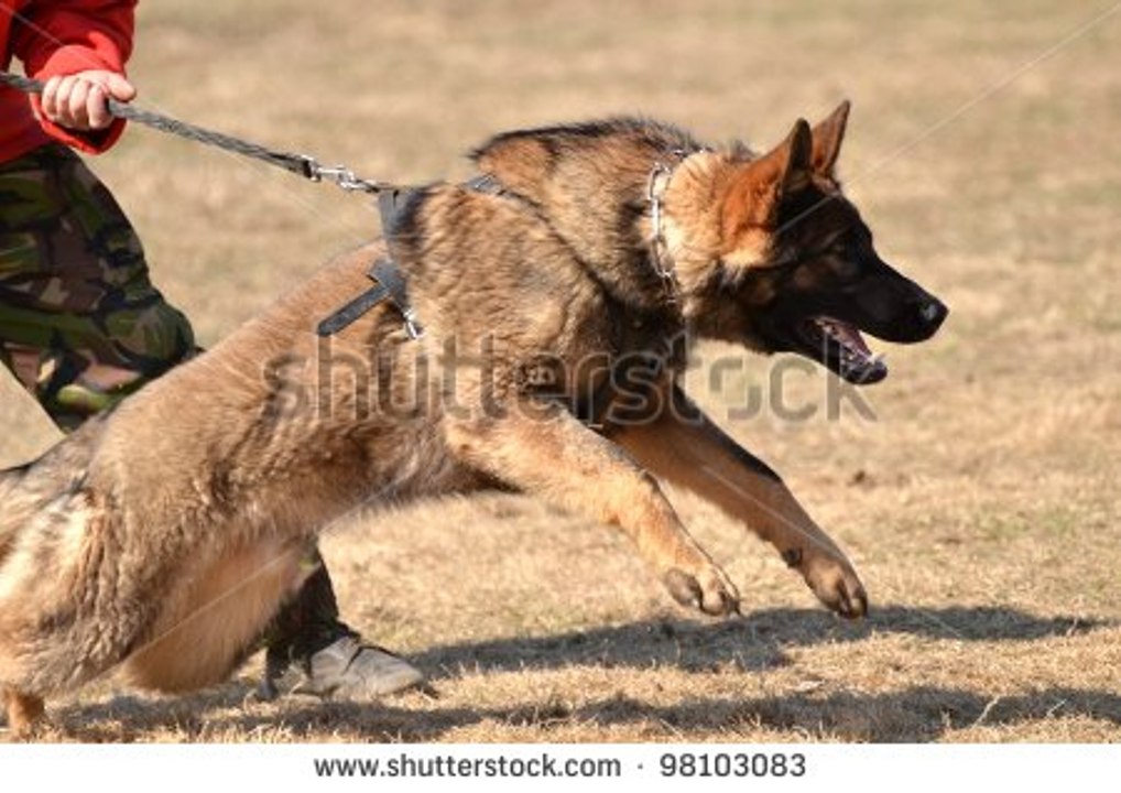 Dog Training 101- How to Train ANY DOG the Basics