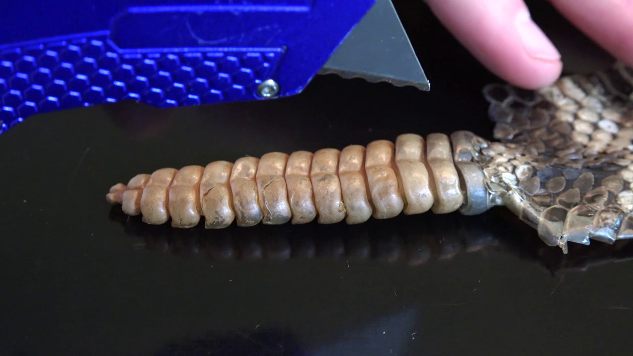 What's inside a Rattlesnake Rattle- "WHAT's INSIDE" Series