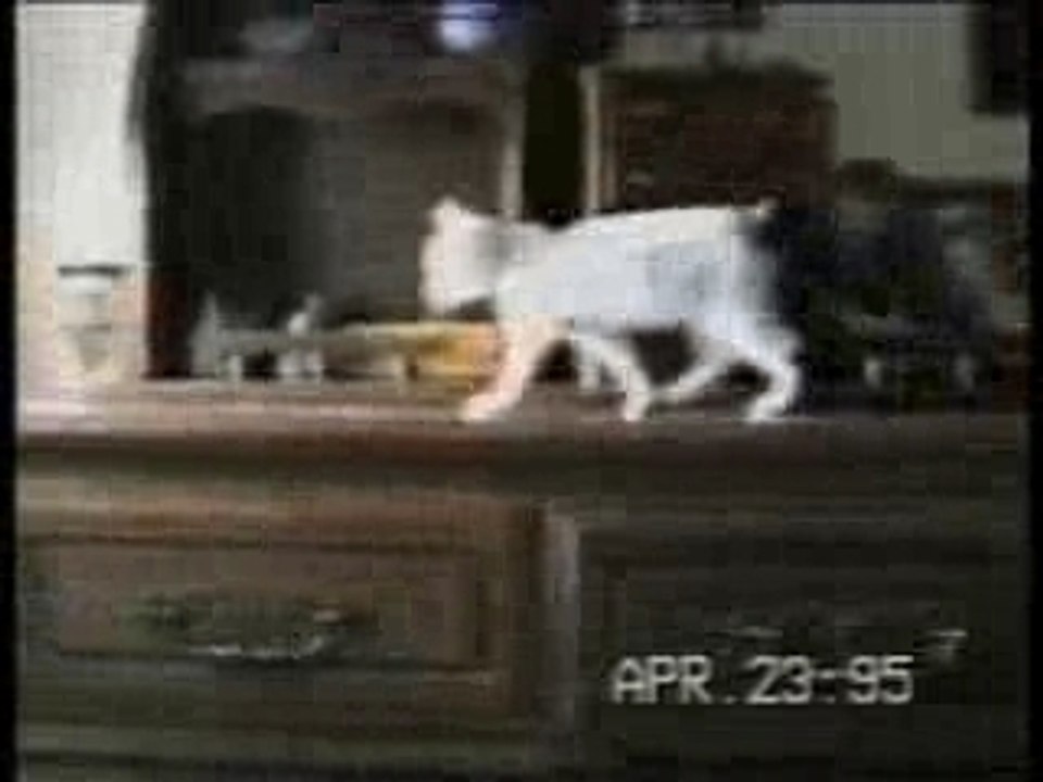 Les chats... quelle histoire!!!