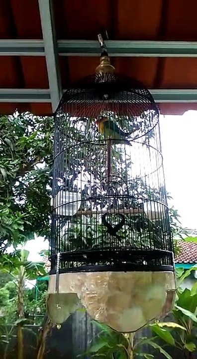 Eliza & Lovebird's Story 🐦