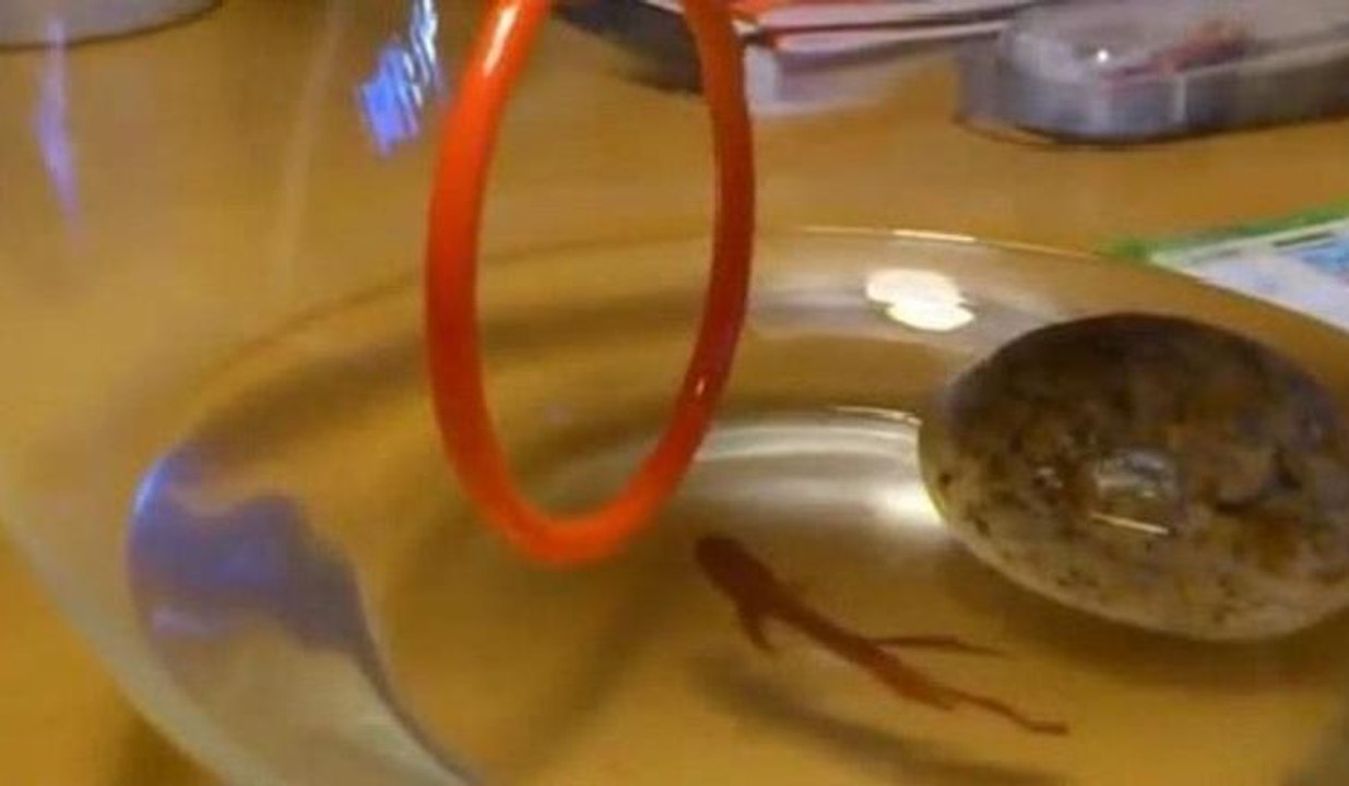 Balığın Yetenekleri İzleyicileri Şaşırttı