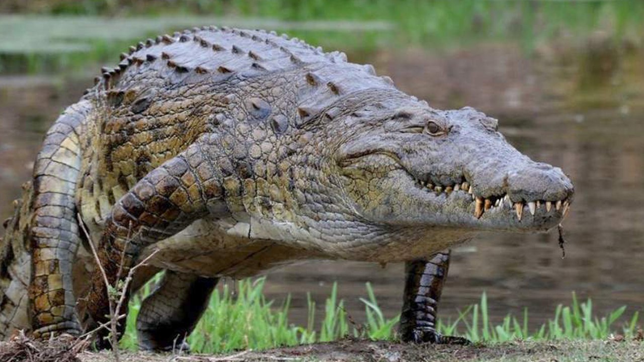 Top 10 Strongest Animals Bites In the World