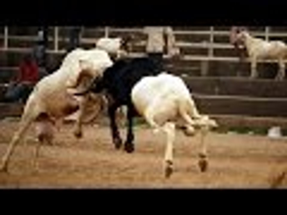 شجار أكباش عنيف جد