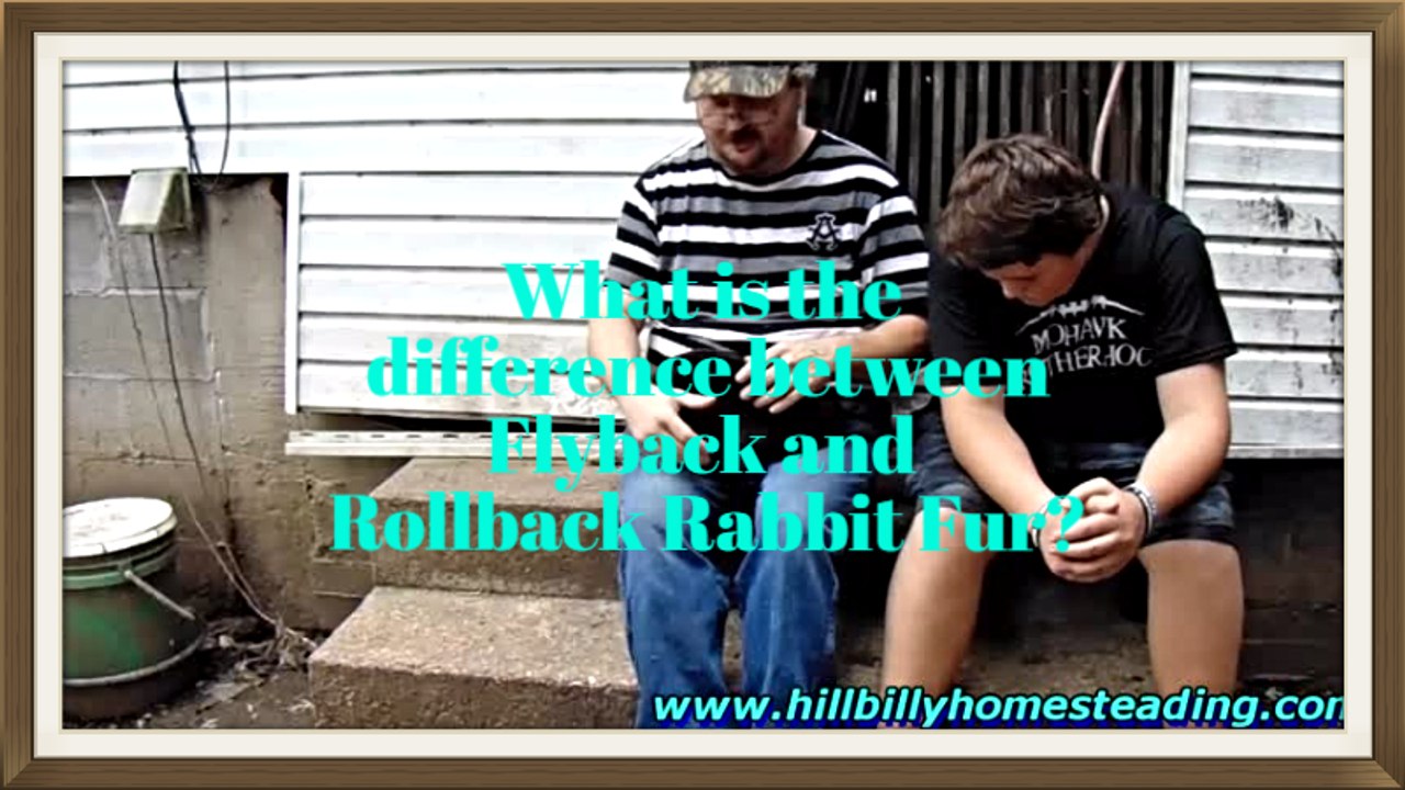 Rabbits - Explaining the Difference Between Flyback and Rollback Rabbit Fur.mp4