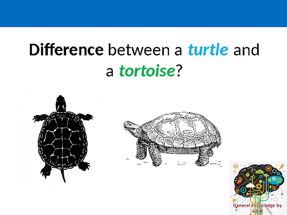 Difference between a Turtle and Tortoise