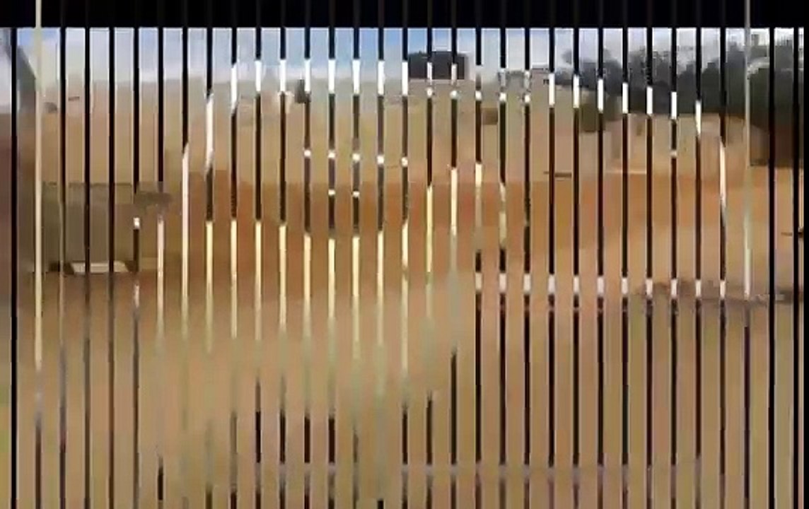 اجمل المقاطع المضحكة عن خروف العيد - حتموتك من الضحك