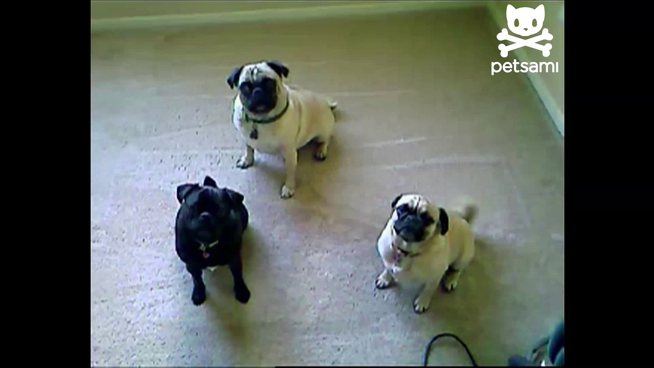 Pugs try to understand English