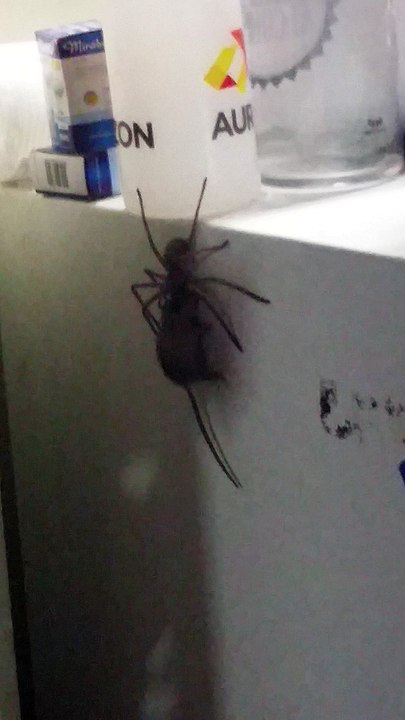 Spidermouse Does Whatever a Spidermouse Does