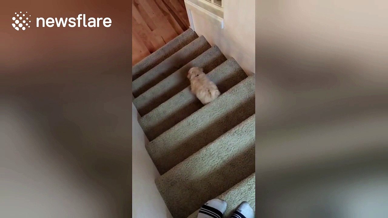 Puppy struggles as he walks downstairs for the first time