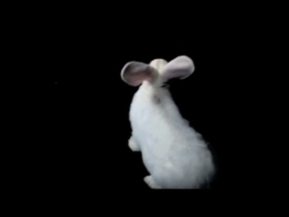 Maximilian Hecker Silly Lilly Funny Bunny V2 Records