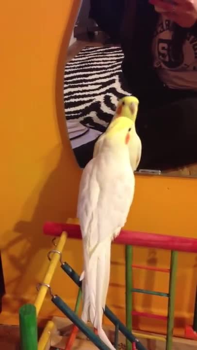 Cockatiel's Delightful Performance of 'September' by Earth, Wind & Fire