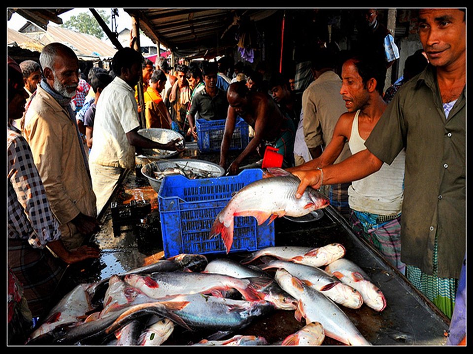 Fish IN Bangladesh 5