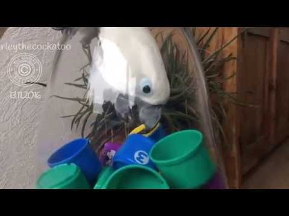 Clever Cockatoo Figures Out How to Get to Hidden Snacks