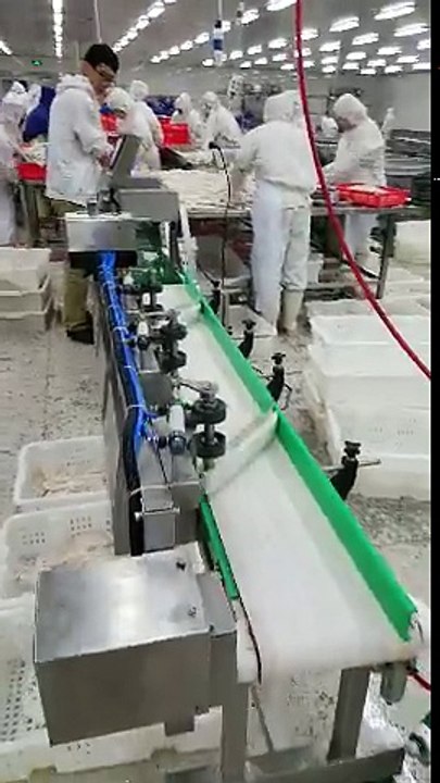 fresh cuttlefish fillet weight sorting/grading machine