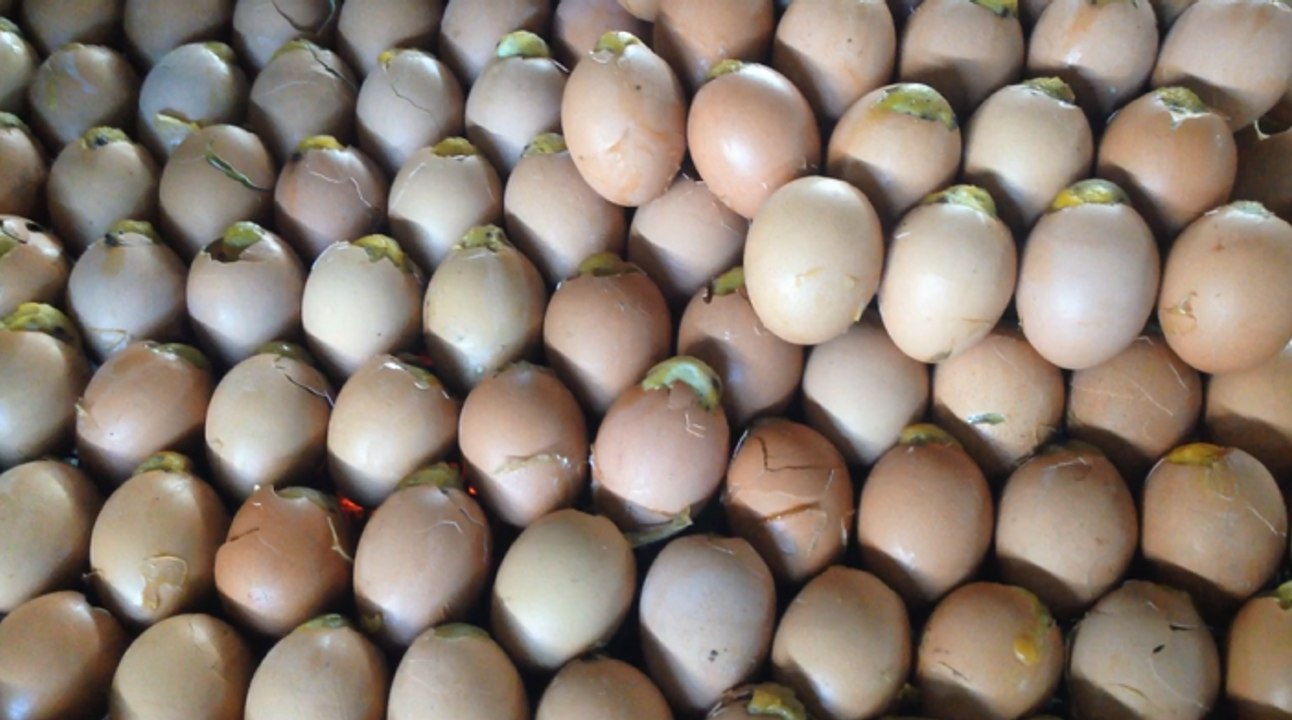 Amazing Street Food, Khmer Street Food, Asian Street Food, Cambodian Street food #28