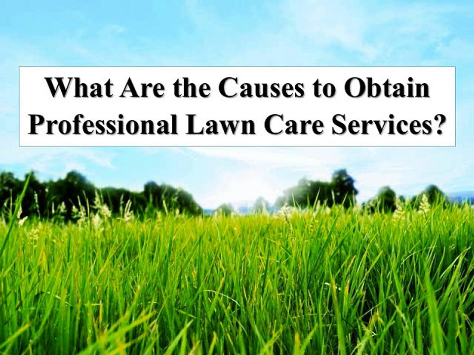 What Are the Causes to Obtain Professional Lawn Care Services