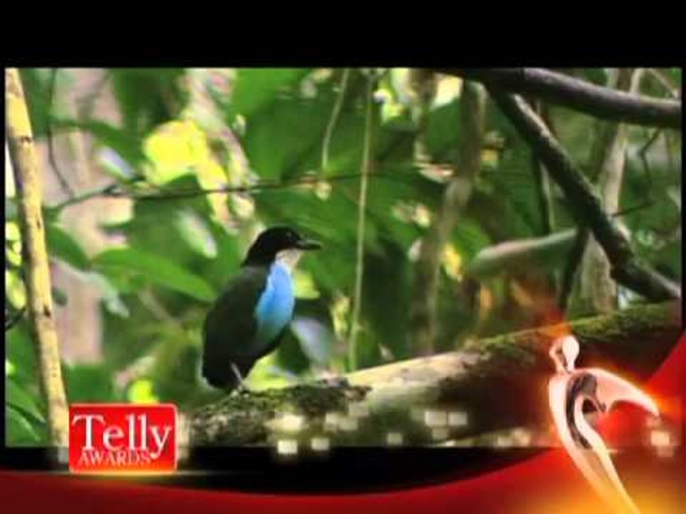 GMA News and Public Affairs wins in the 32nd Telly Awards