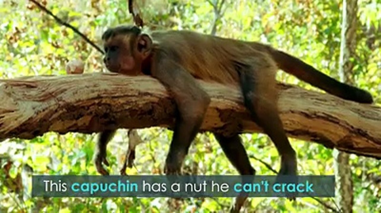 Primates Using Tools 🛠️