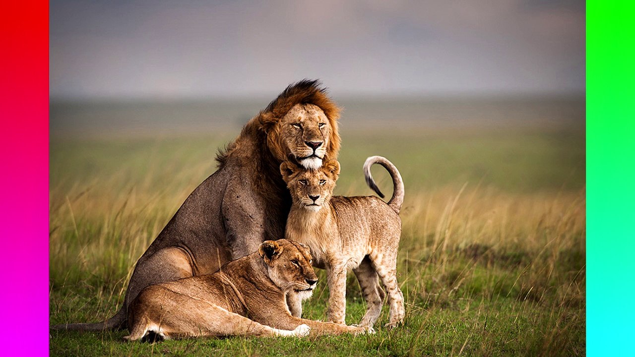 Science For Dummies - How Evolution Works // QuickTops