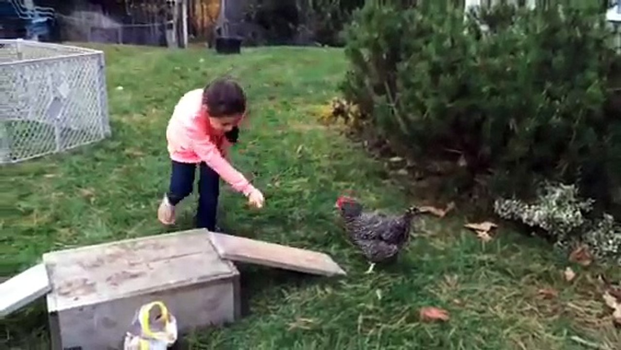 Chicken Completes Agility Course