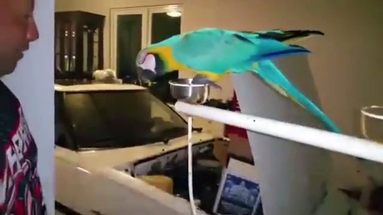 Vtec opening parrot