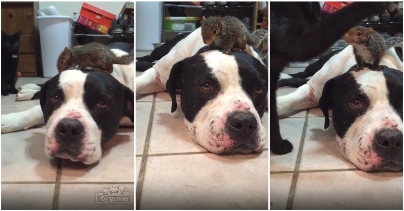 Cão protege esquilo na sua cabeça de gato que andava a rondar a zona para fazer mal...