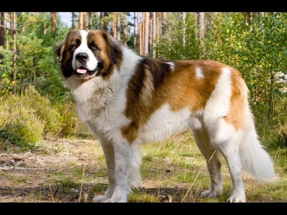 Tiếng chó sủa Tiếng chó gâu gâu dữ tợn Tiếng chó sủa gâu gâu