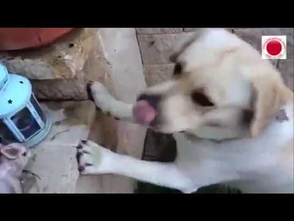 Tiếng Chó Sủa Gâu Gâu Tiếng Chó Sủa Giữ Nhất Tiếng Cho Sủa Trong Đêm Tiếng Chó Sủa Hung Dữ.