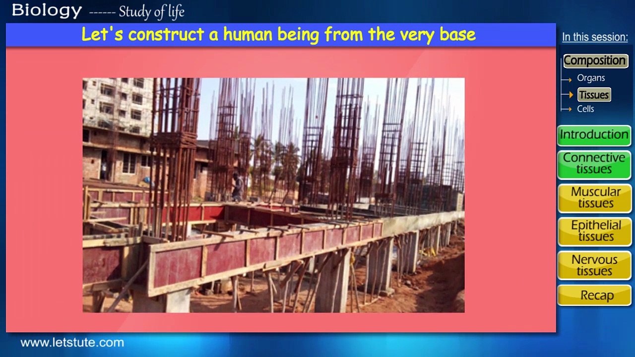 Animal Tissues & Its Types | Tissues | Biology | Science | LetsTute