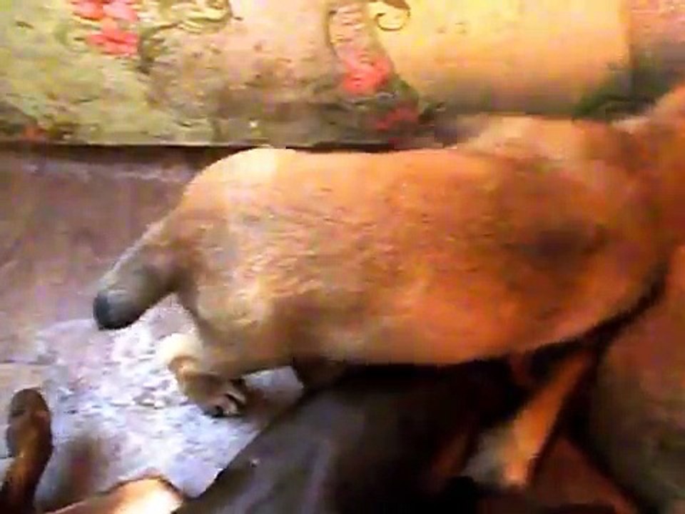 Doberman VS Central Asian Shepherd Dog Beautiful four-footed friends always cheer our eyes