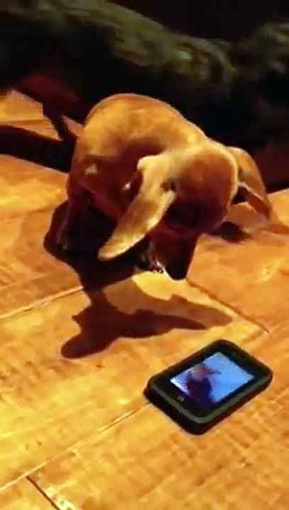 Dog loves drama films http://BestDramaTv.Net