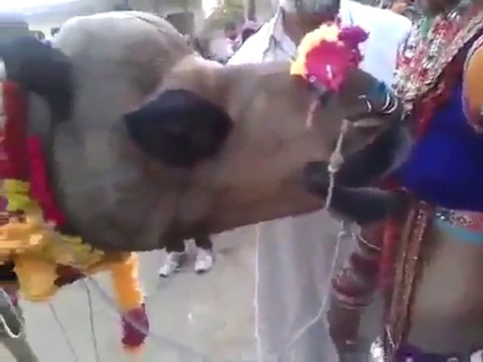 What's the Meaning of 'What's'?