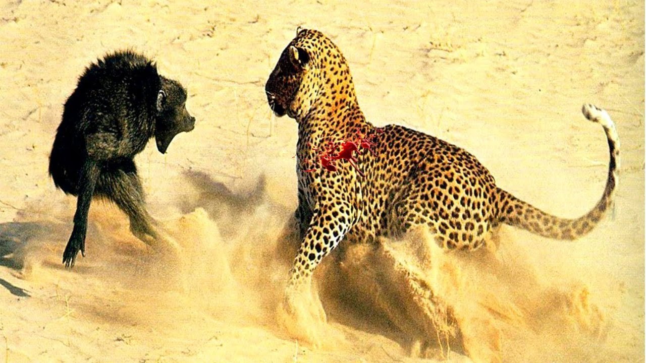 Baboon vs Leopard vs Python vs Crocodile Wild Animals Must Watch!!