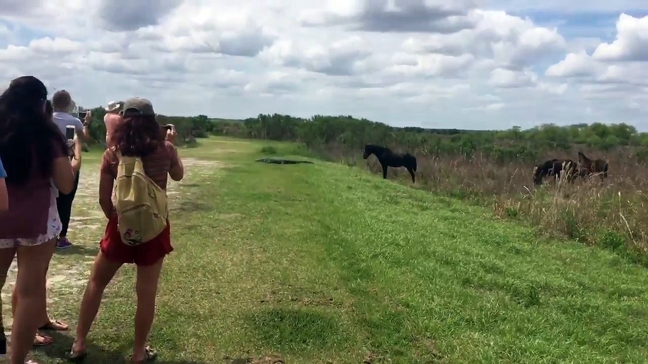 Horse Attacks an Alligator Only in Florida