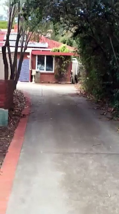 Kangaroo Bounds Down Driveway