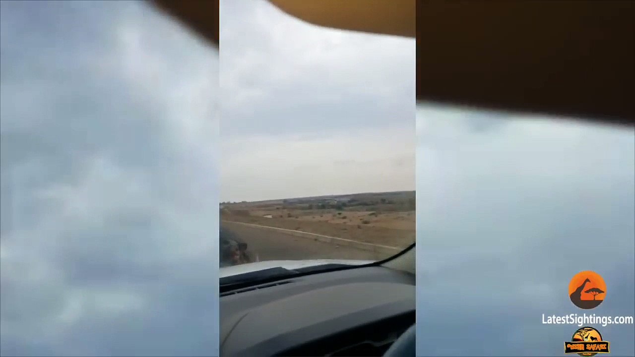 HIPPO ATTACKS & HITS CAR - Latest Sightings Pty Ltd