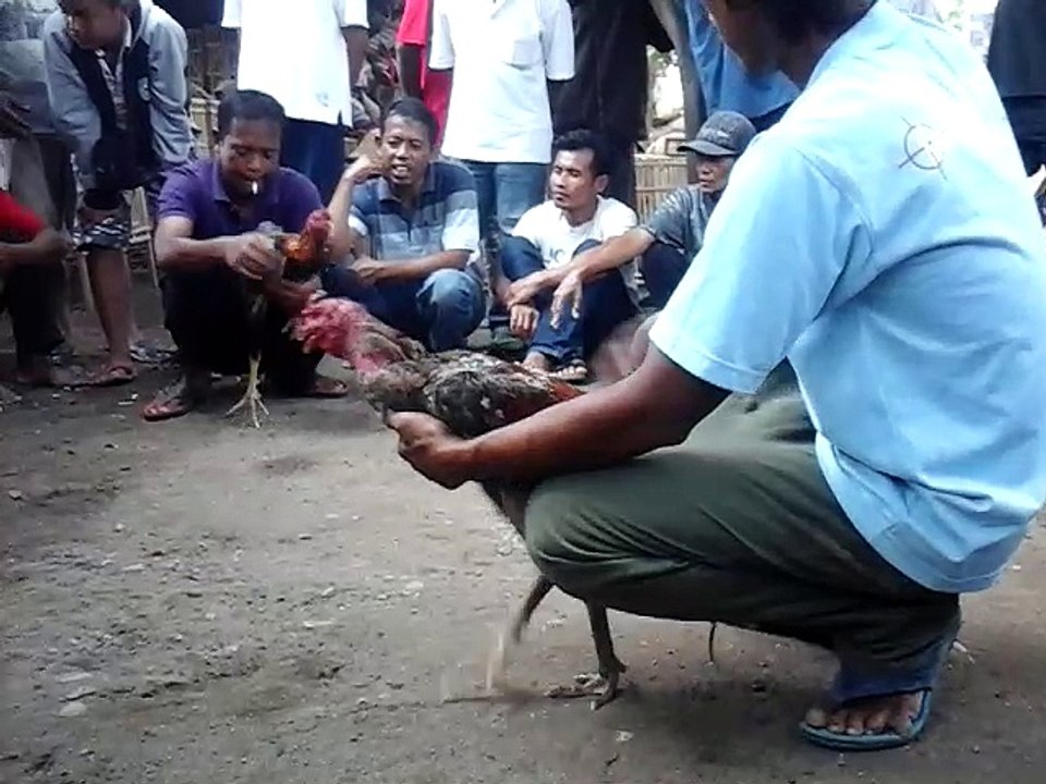 ayam bangkok klawu geni tarung abaran 1