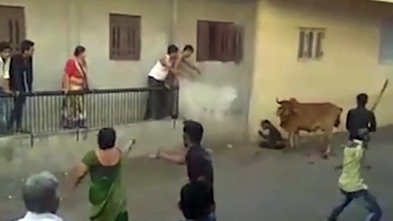 cow corners and violently attacks man in street