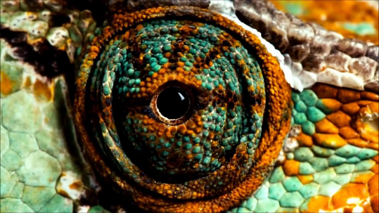 Theory Of Evolution - Cosmos A Spacetime Odyssey