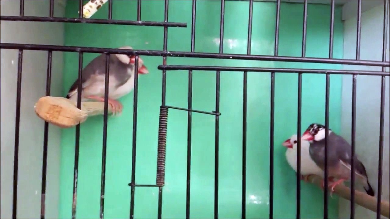 Java Finch, Java İspinozu, Java Serçesi,