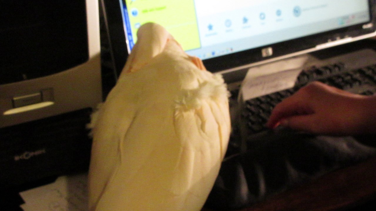 Caesar Working the Keyboard