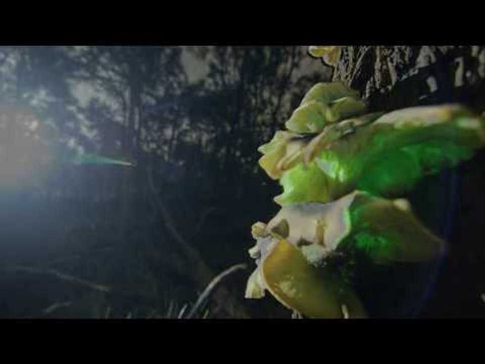 Bioluminescent 'Ghost Fungi' Dazzle in Victorian Forest