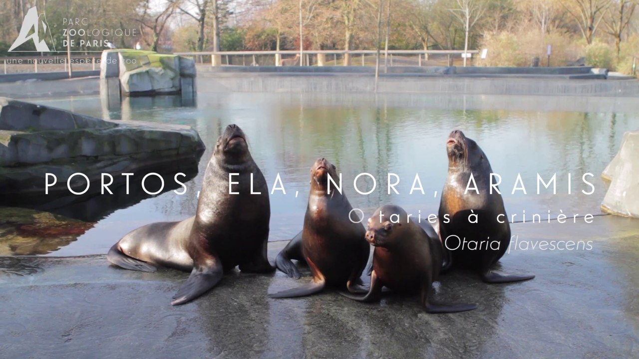 La colonie des otaries