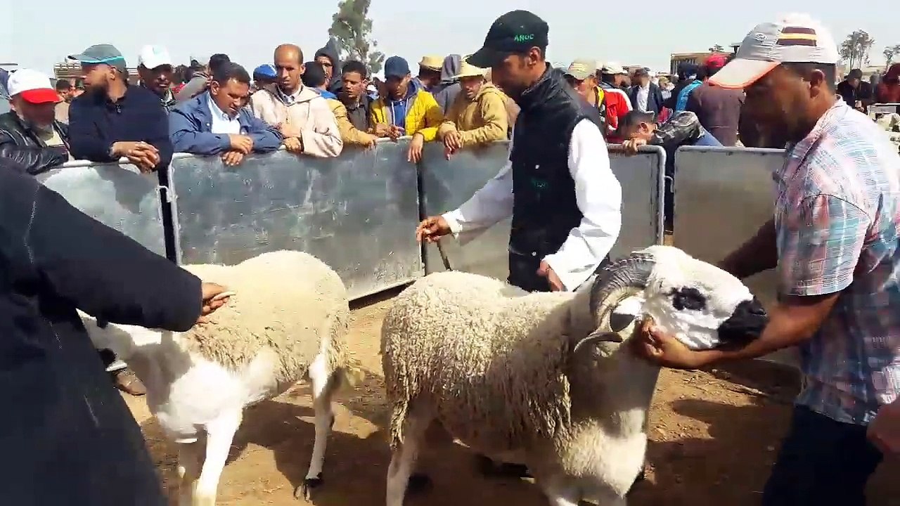 مسابقة اختيار افضل كبش صردي ببني مسكين البروج