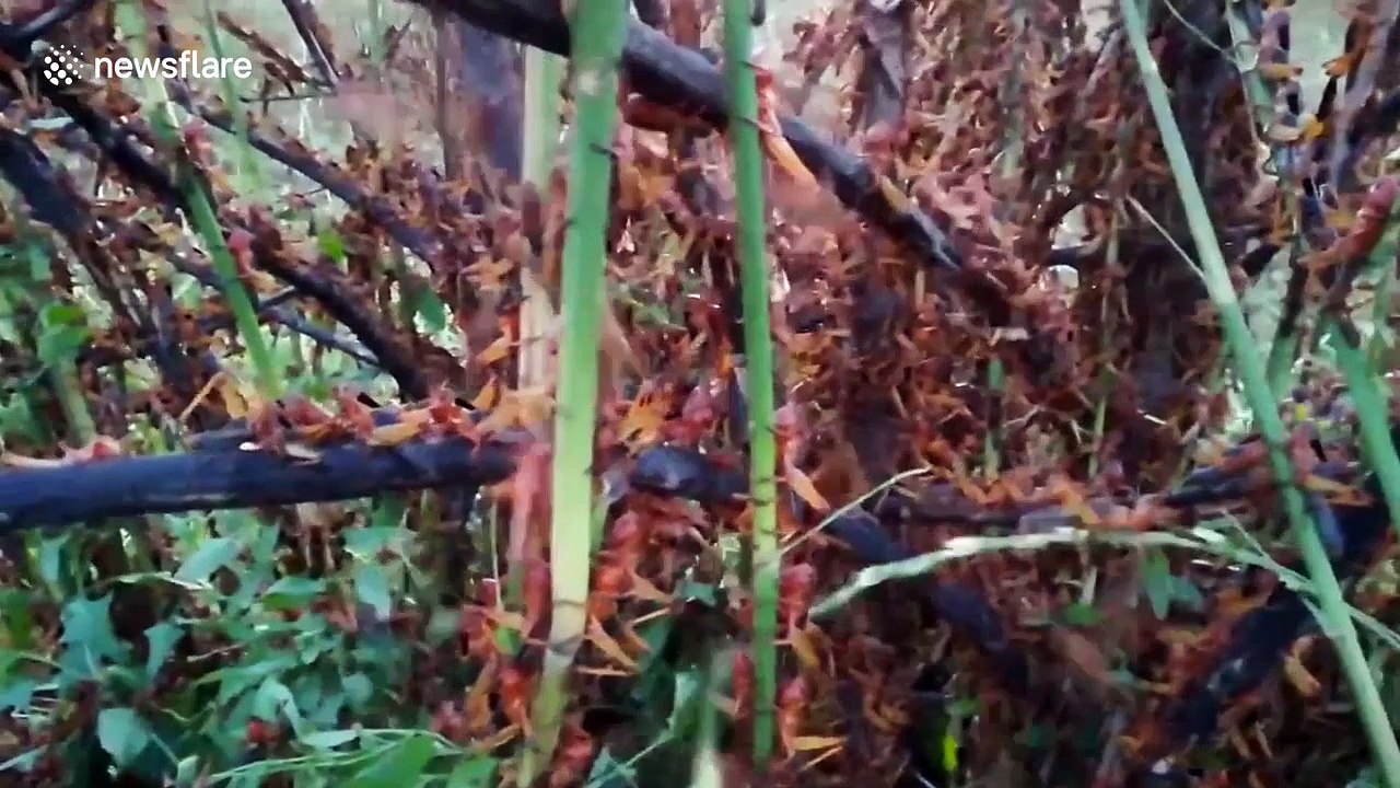 Thousands of locusts invade field in Crimea