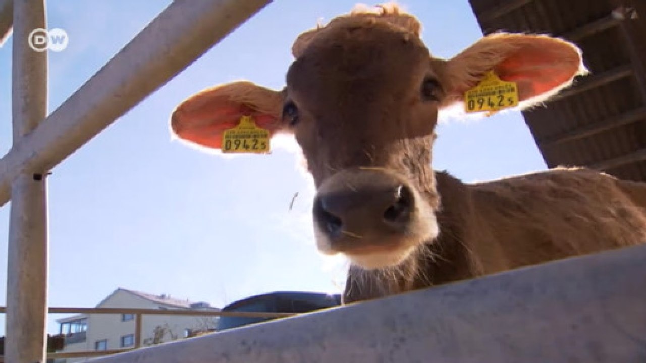 O perigo do uso de antibióticos na pecuária de corte